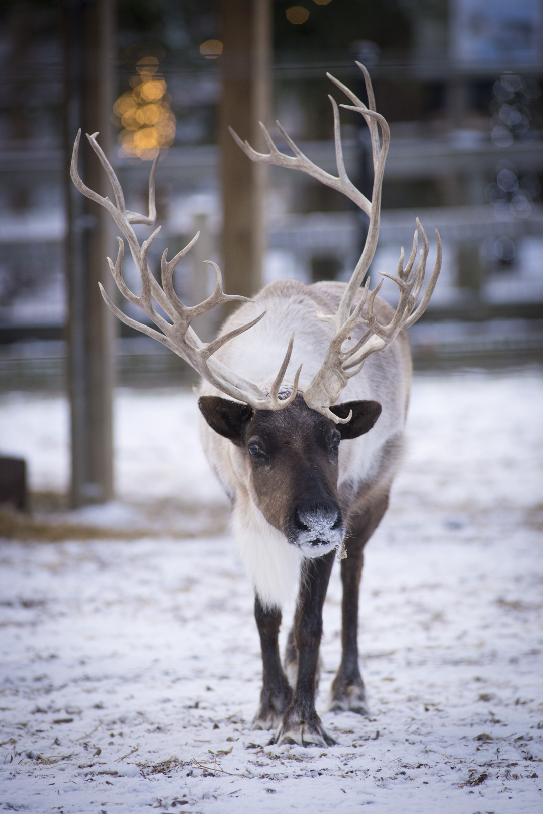 reindeer