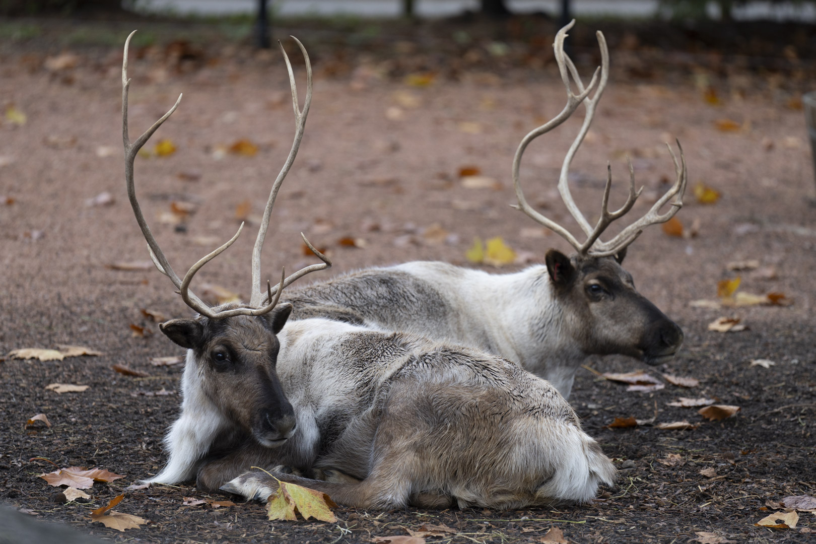 two reindeer at zoo