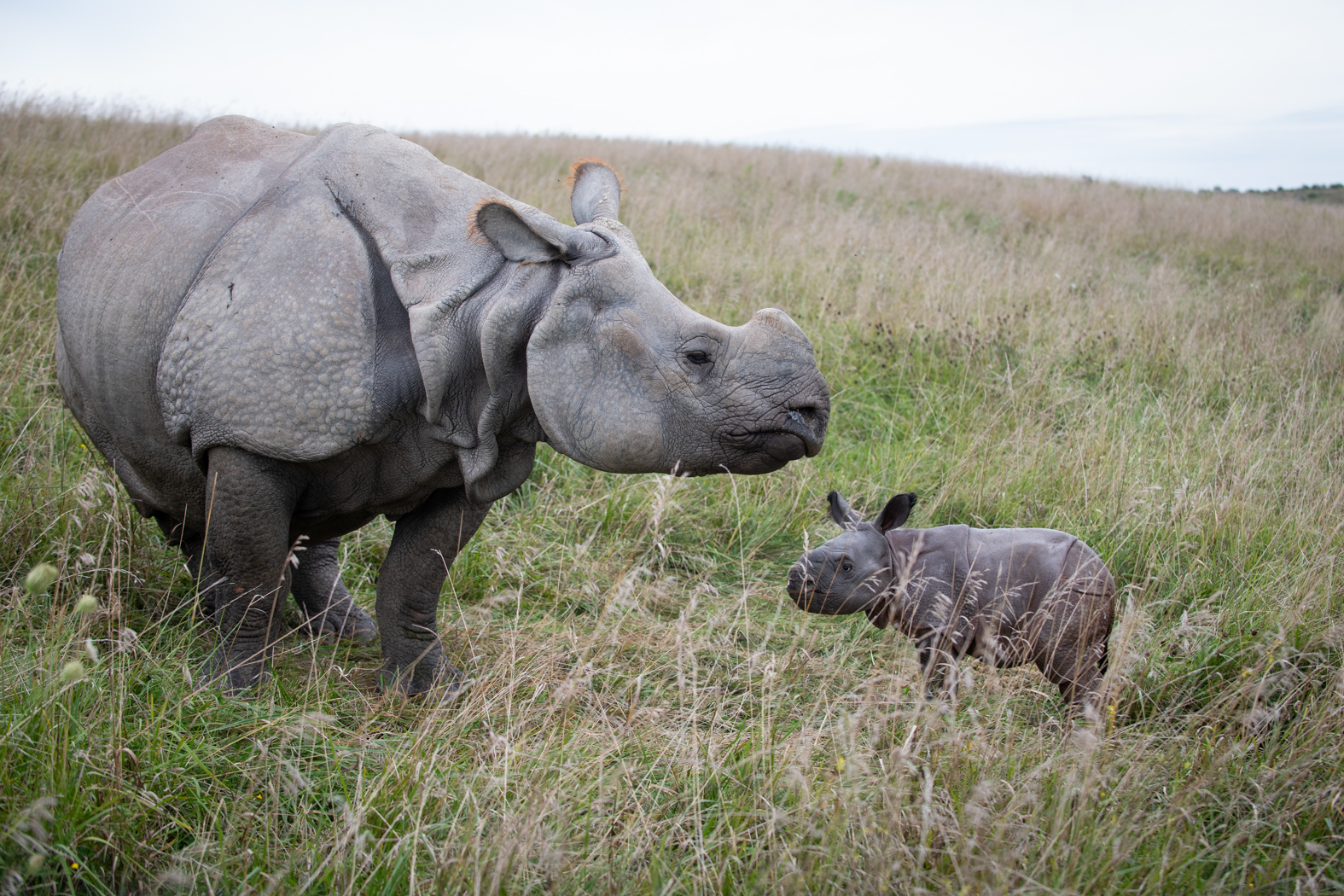 rhinos in pasture