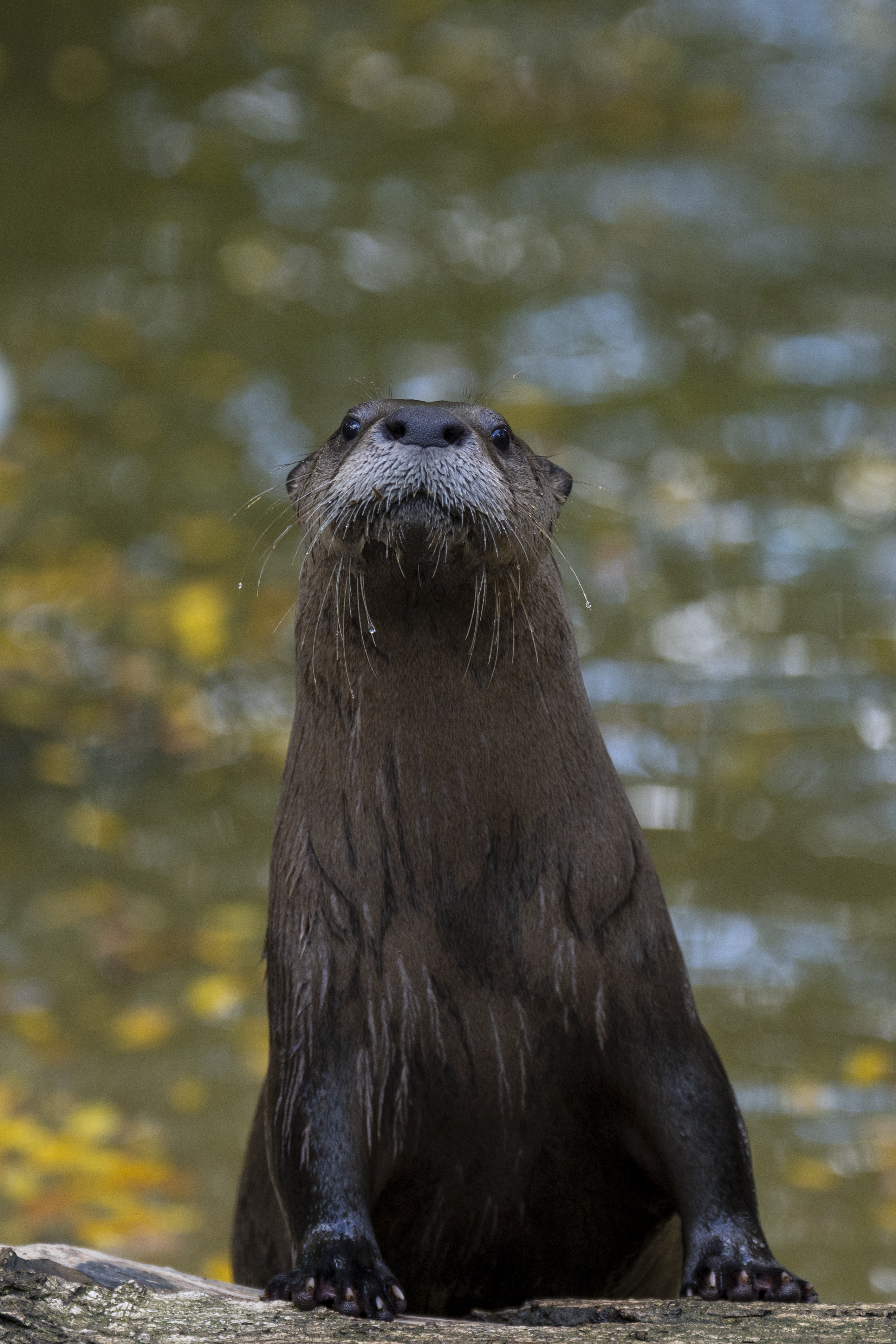 otter