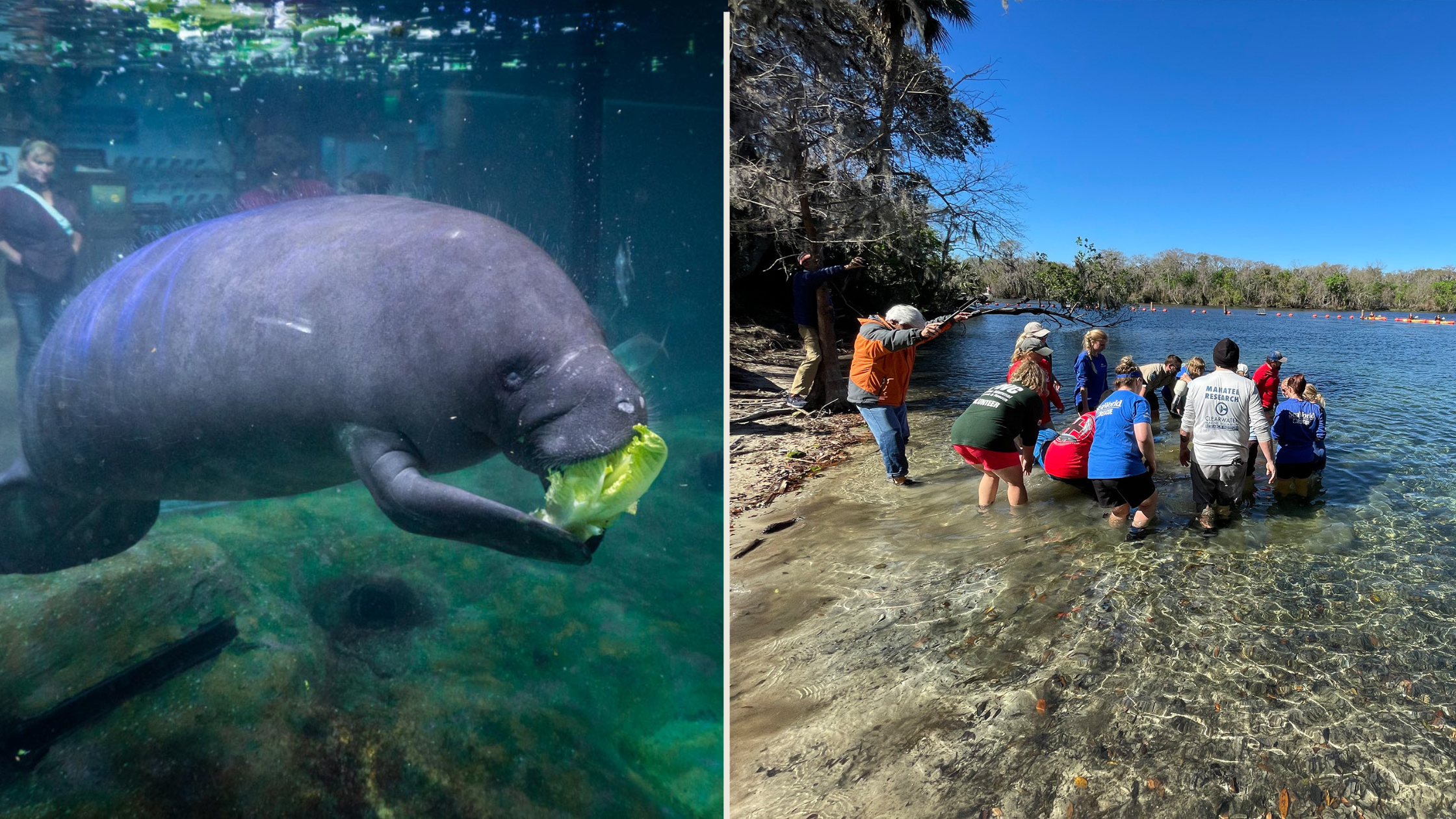 split pic of manatee release