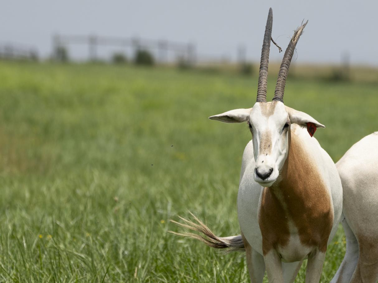 oryx in pasture