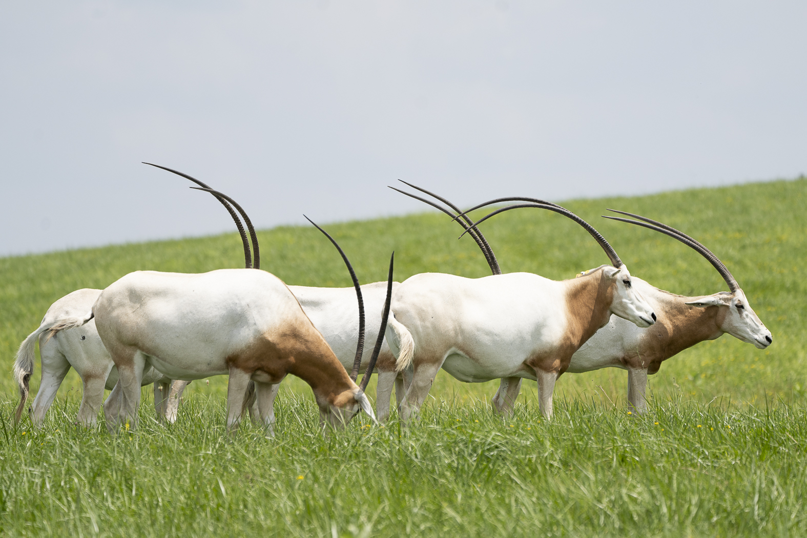 oryx in pasture