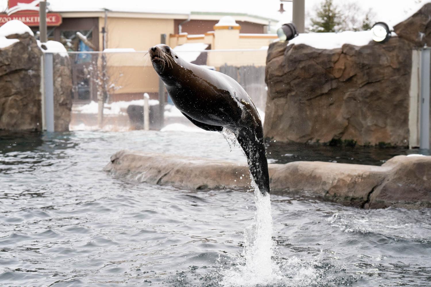 sea lion in water