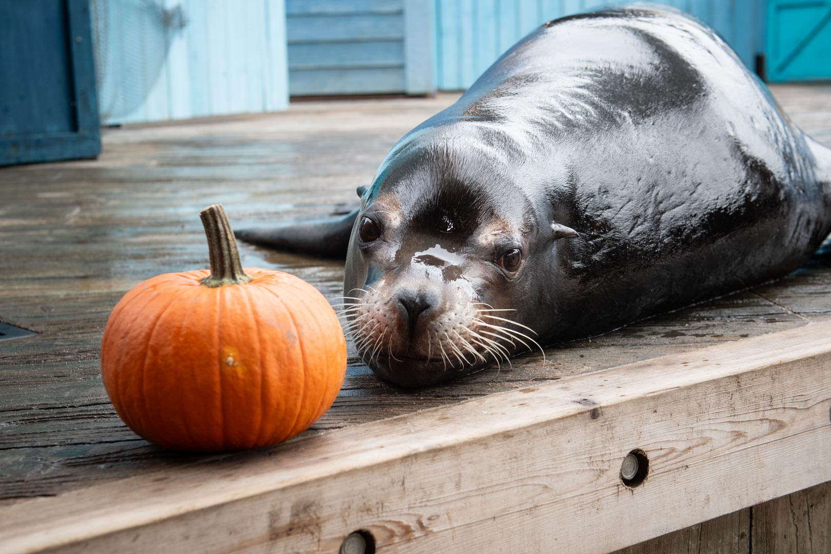 sea lion with pumpkin