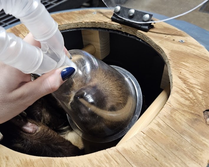 Sloth receiving anethesia for scheduled procedure