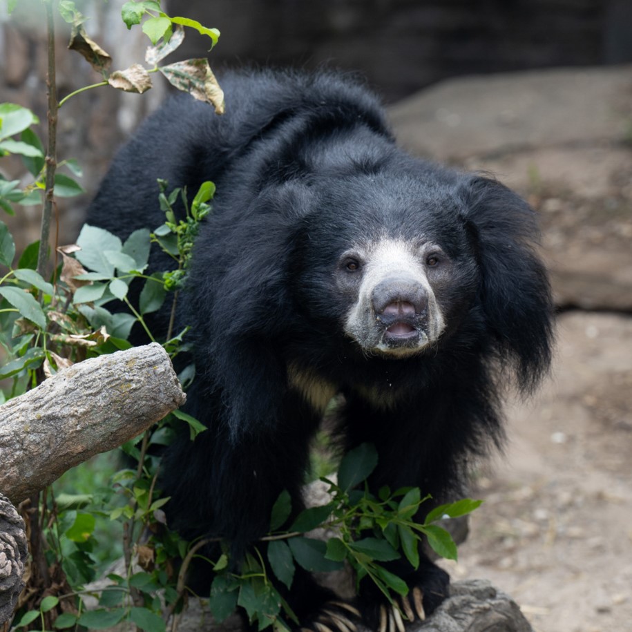 Sloth bear