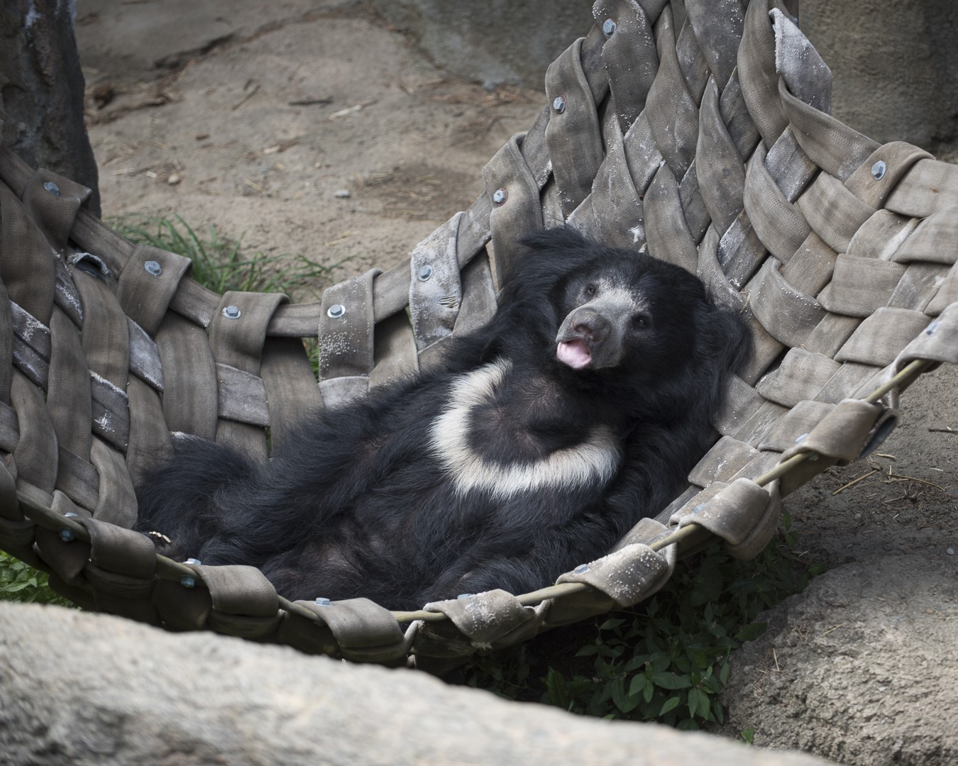 sloth bear in bed