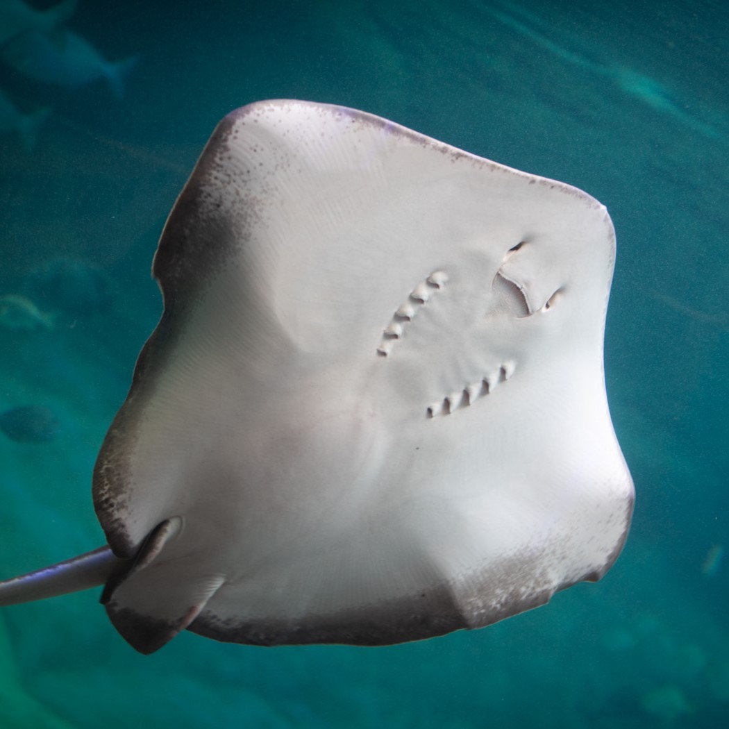 Southern stingray