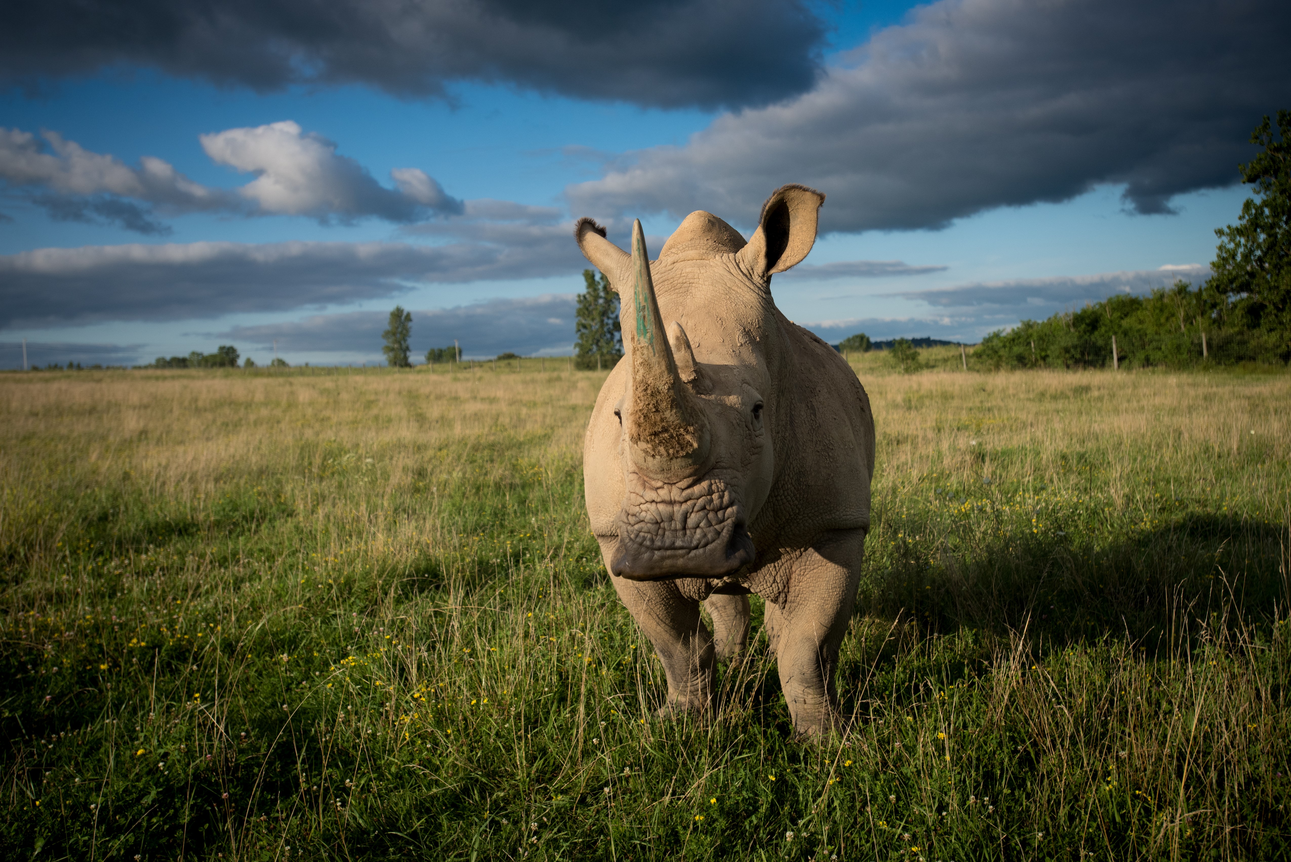 rhino in pasture