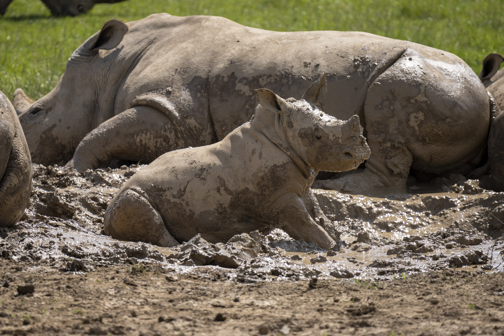 rhinos in mud