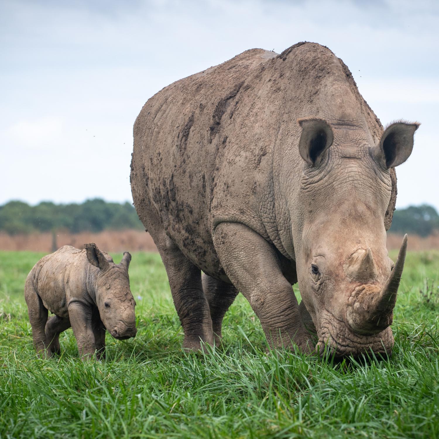 two rhinos in pasture