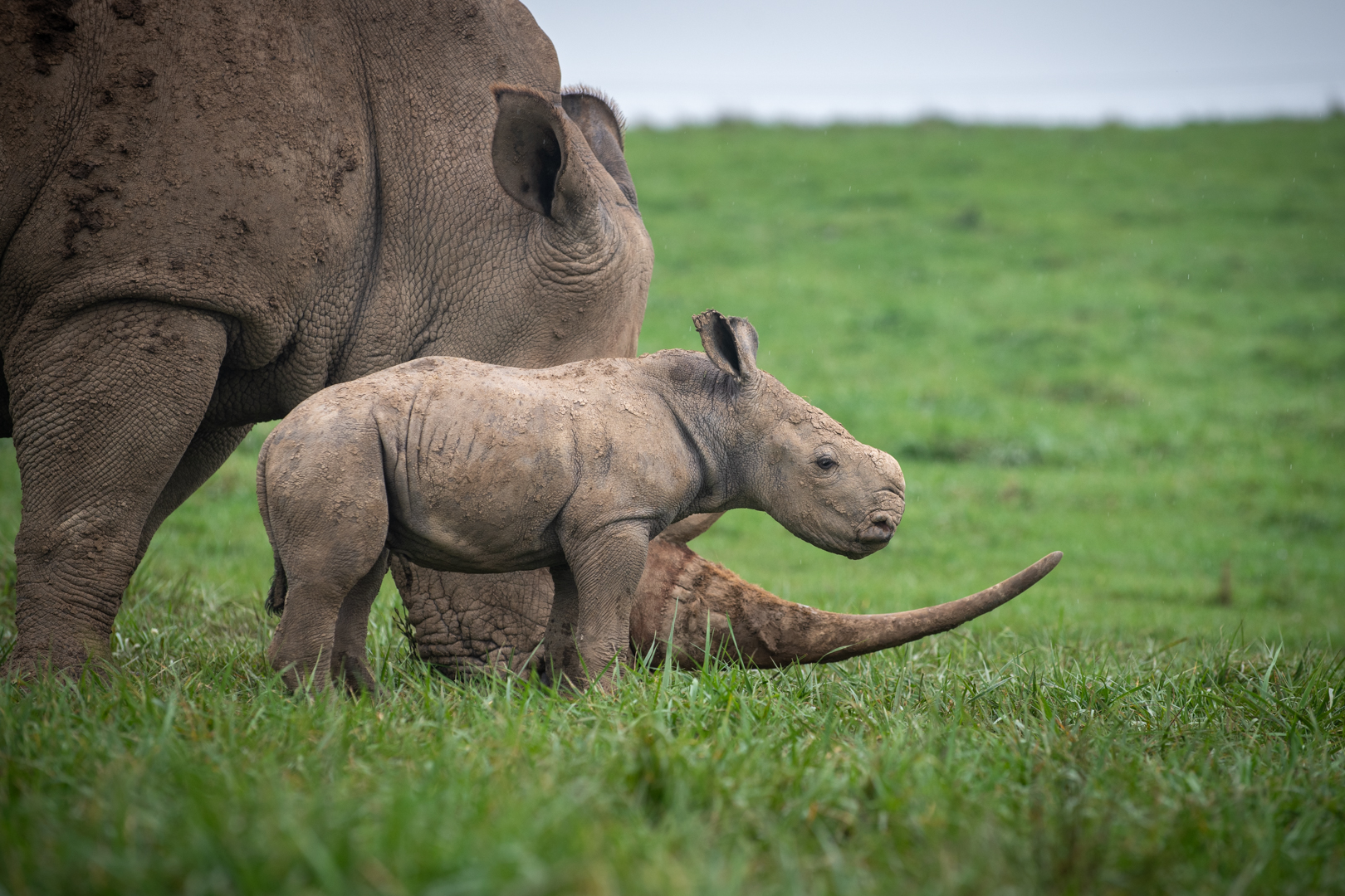 rhinos in pasture