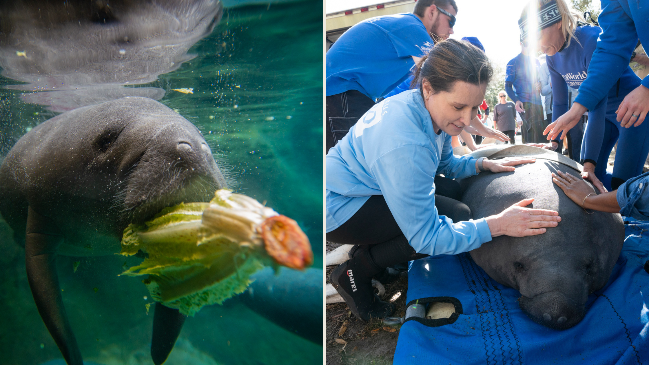 split pic of same manatee