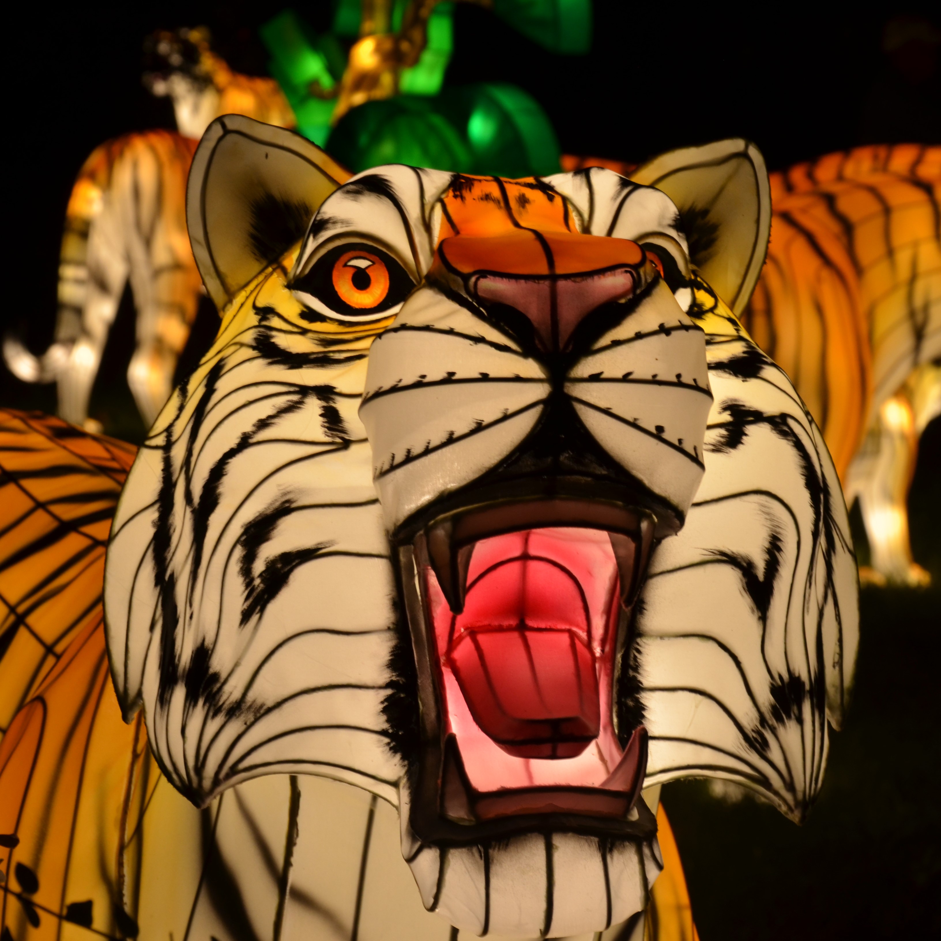 tiger lantern