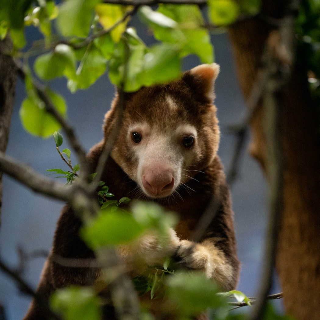 Tree kangaroo