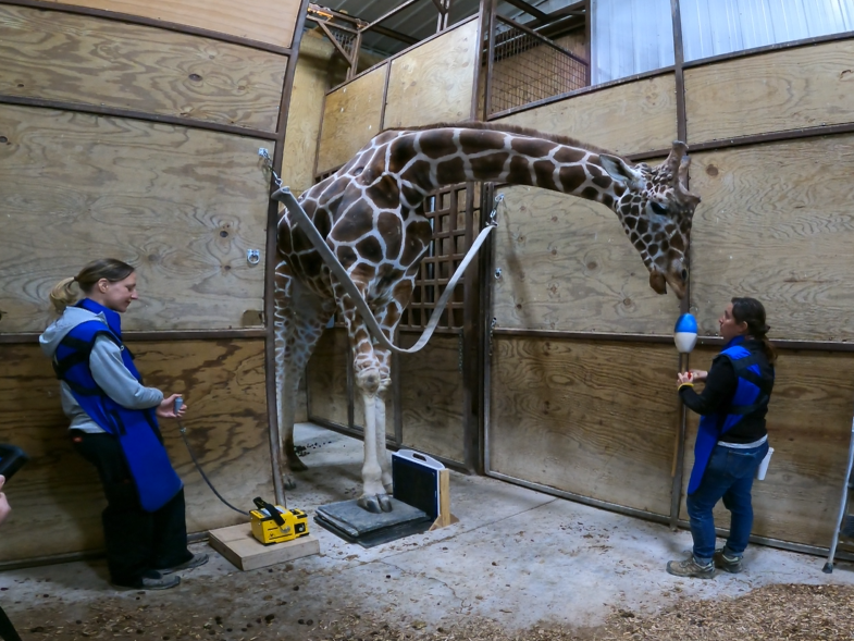 Giraffe participating in medical care