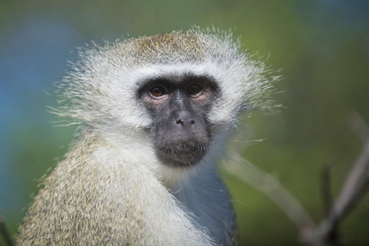 vervet monkey