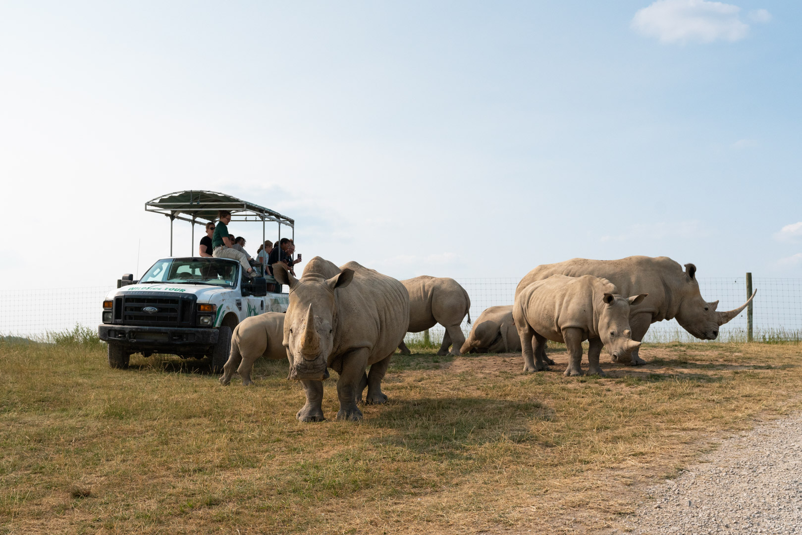 tour bus and rhinos