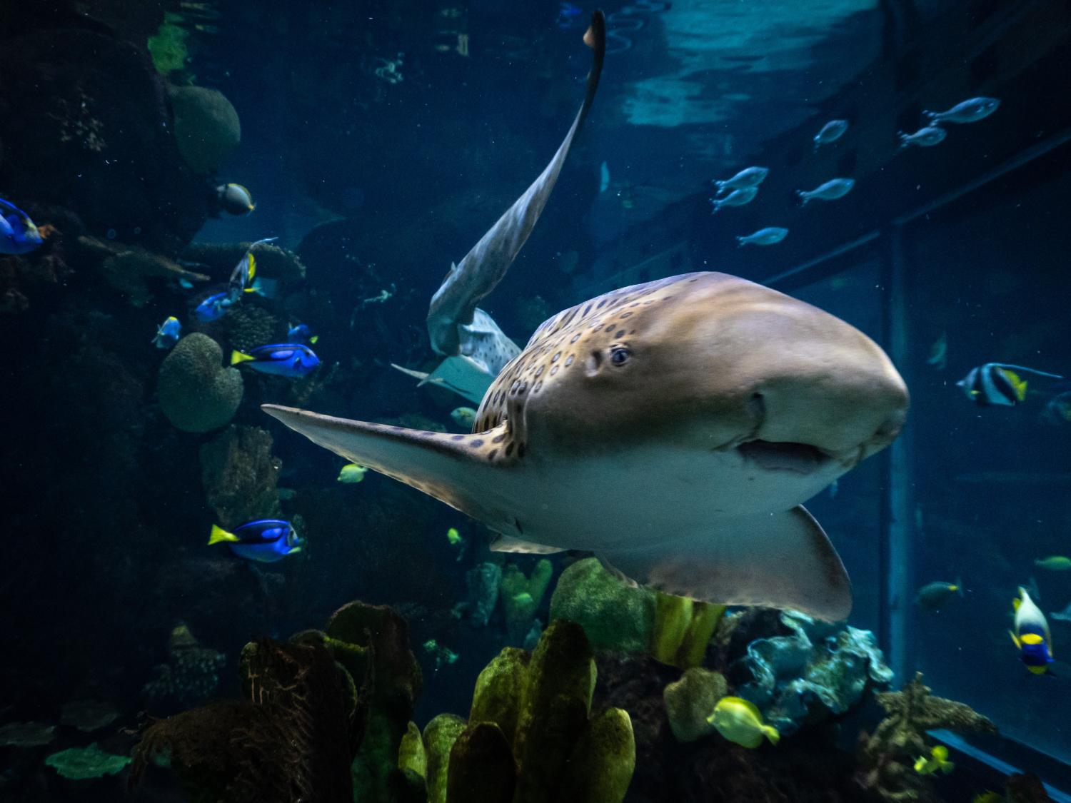 zebra shark and fish