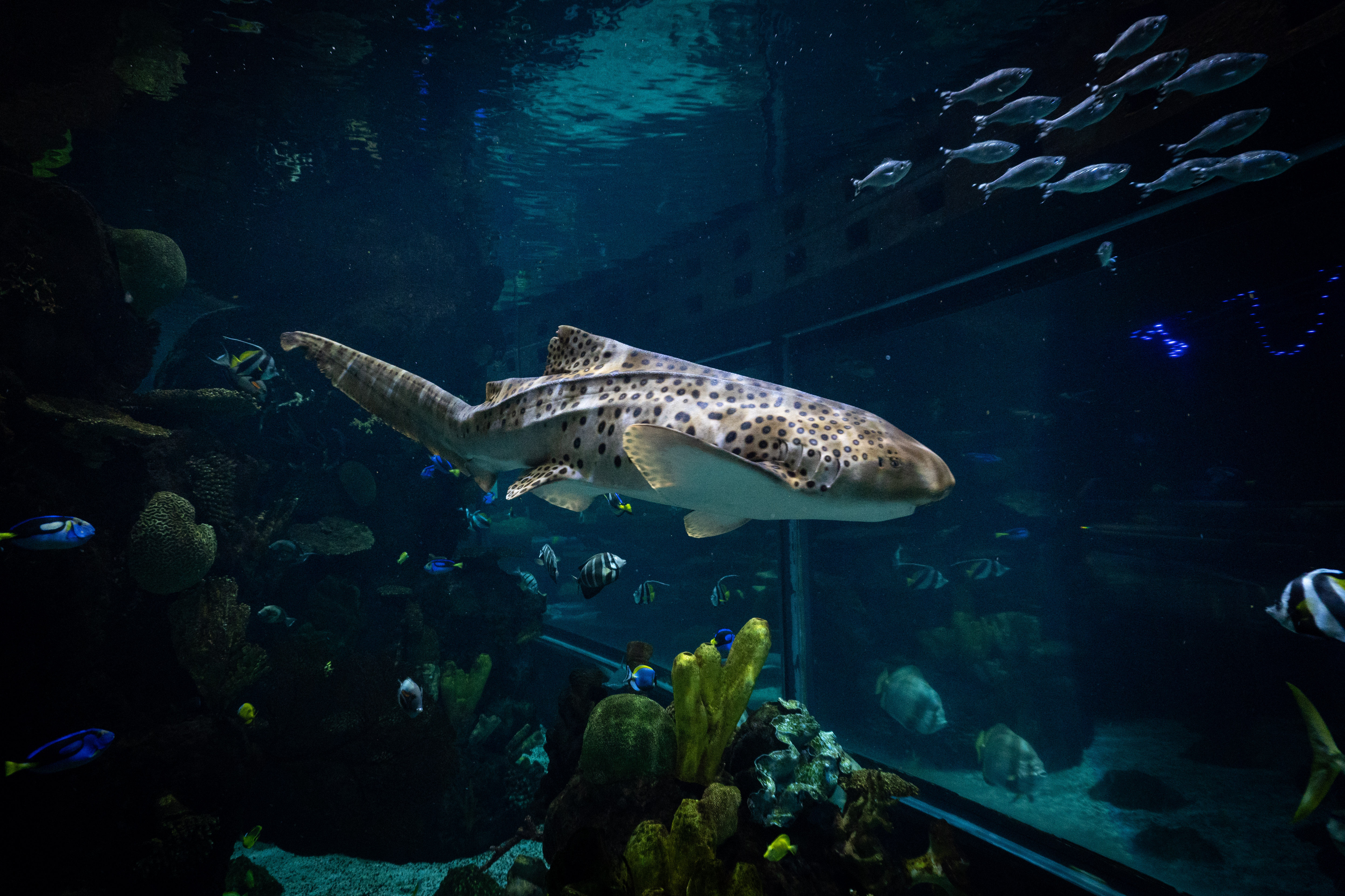 zebra shark