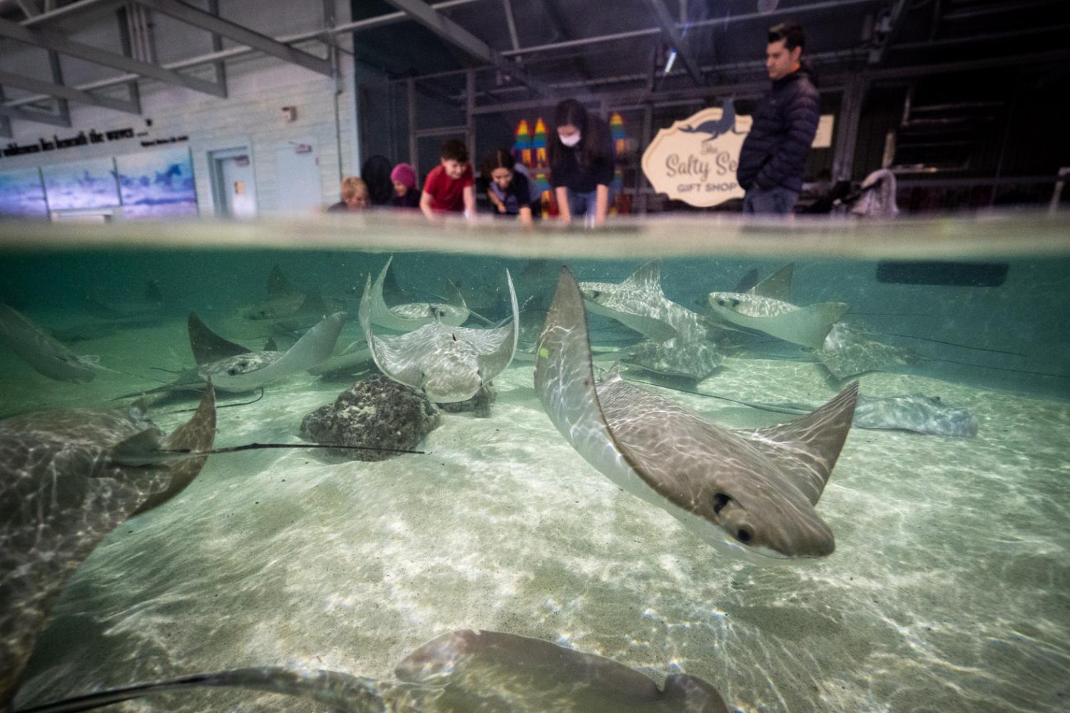 zoo guests touching stingrays