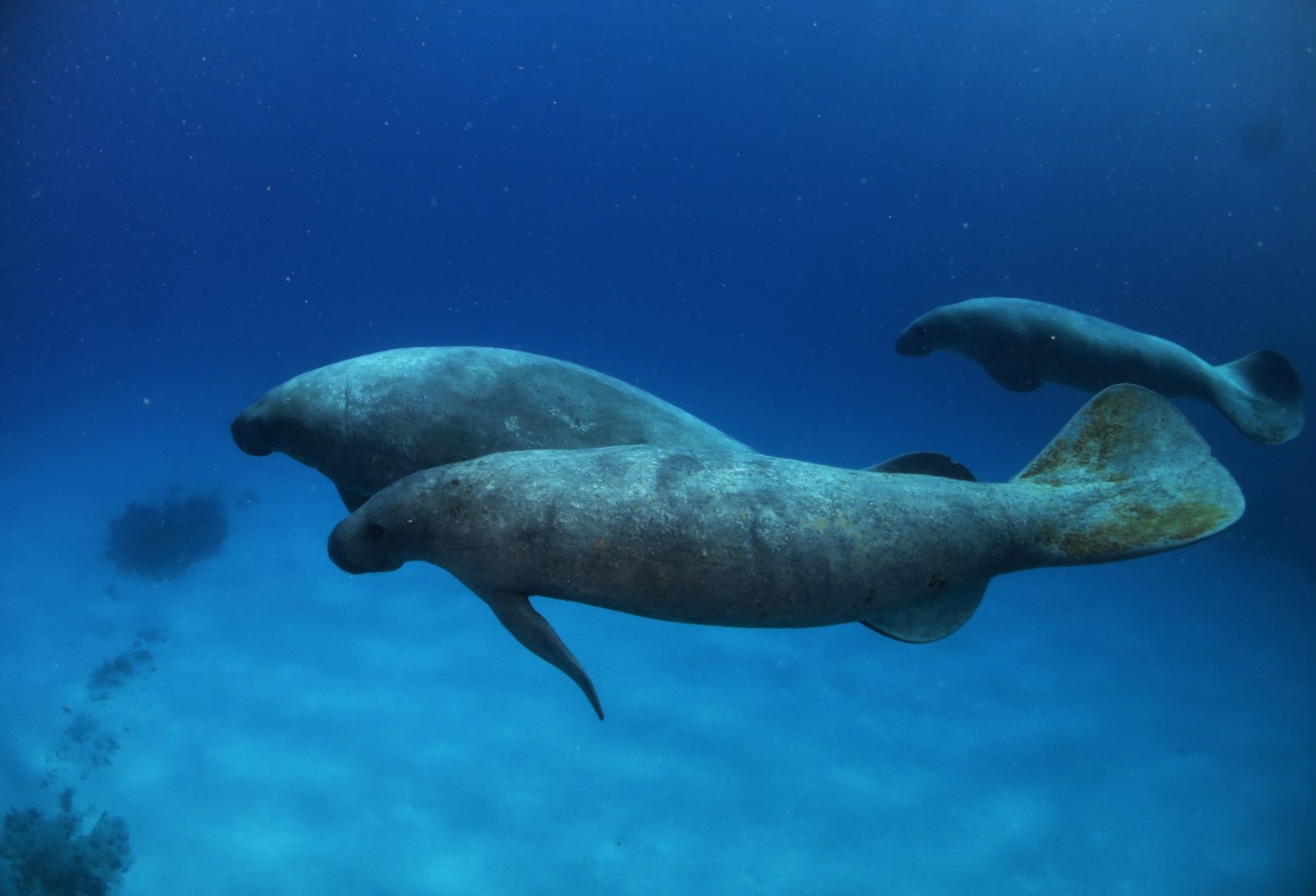 manatees in ocean water