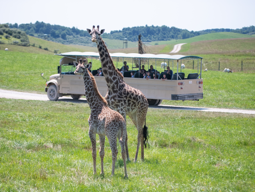 giraffes with tour bus in background