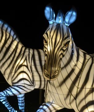 zebra lantern