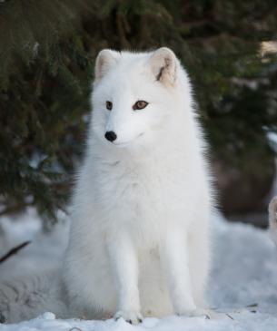 arctic fox