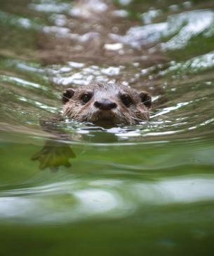 Asian small-clawed otter swimming