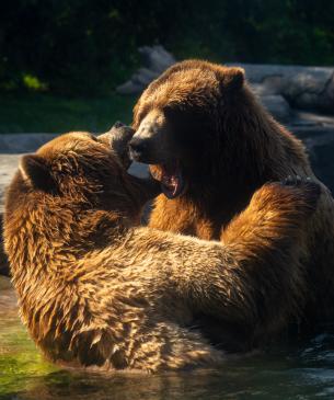 brown bears