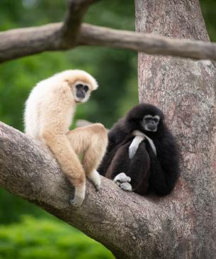Two white-handed gibbons sitting in a tree
