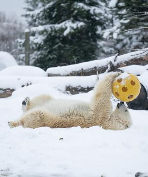 polar bear playing with ball