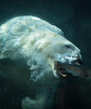 polar bear catching fish