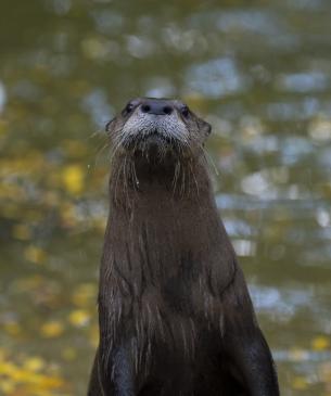 river otter