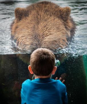 Child looking at brown bear underwater