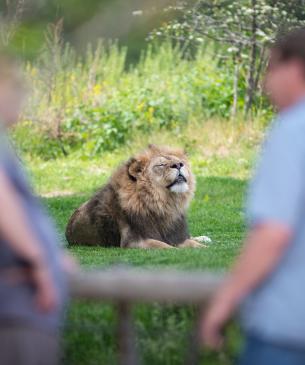 Guest looking at male lion