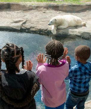 Children looking at a polar bear