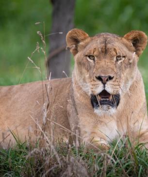 Female African Lion