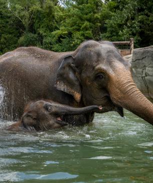 Asian elephant and calf in pool