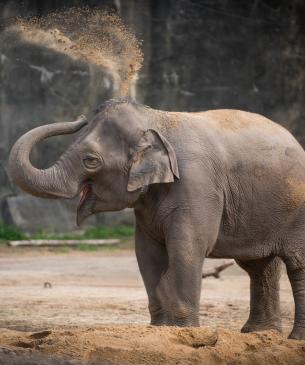 Asian elephant throwing sand in her back 