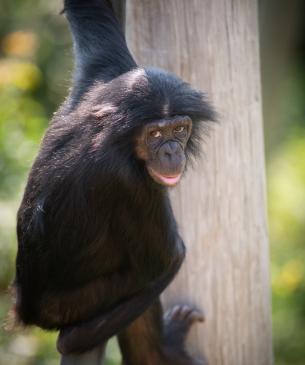 Young bonobo climbing