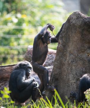 Bonobo using fishing mound feeder