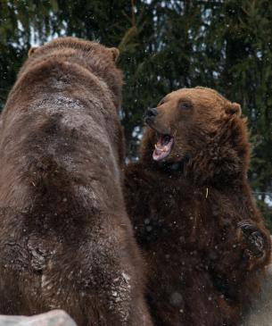 Brown bear brothers playing