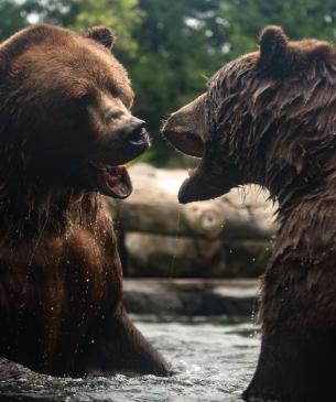 Brown bears playing in the water