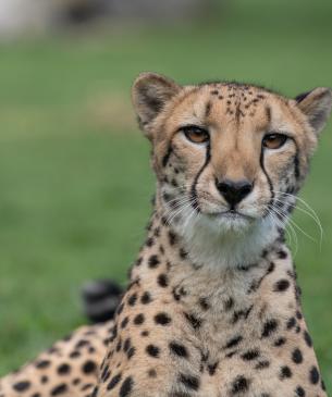 Cheetah, Lucy