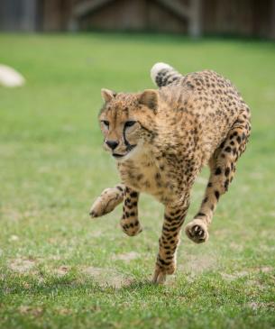 Cheetah running
