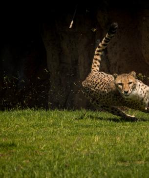 Cheetah turning