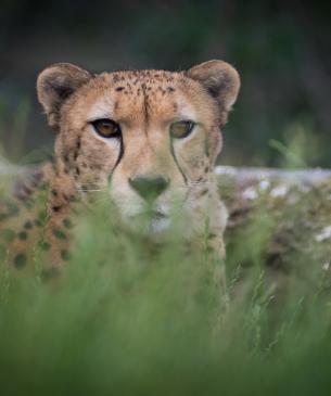 Cheetah in grass